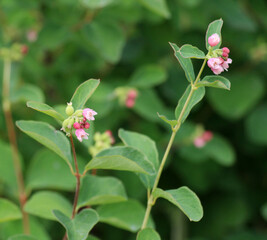 Snowberry (Symphoricarpos) blooms in nature