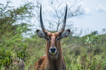 Common waterbuck with impressive horns, Lake Mburo National Park, Uganda