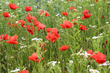 Wild flowers grow in the field.