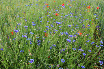 Blue cornflower (Centaurea cyanus) blooms in the field