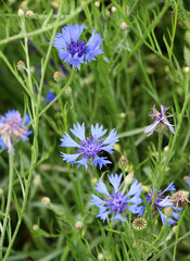Blue cornflower (Centaurea cyanus) blooms in the field