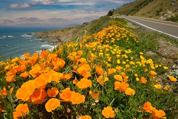 California poppies along CA Highway 1 on the California coast near Shelter Cove, CA © Bob
