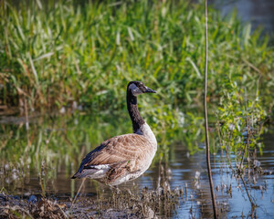 A Canadian goose is standing in a pond with green grass