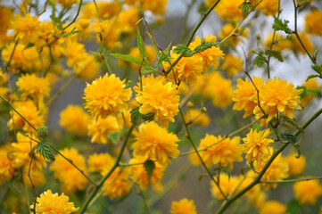 Kerria japonica bush blooms in the garden
