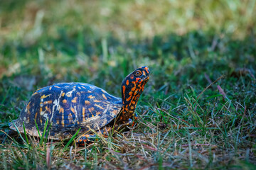 A turtle is walking on the grass