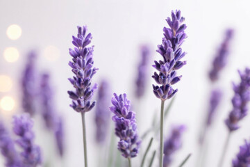 Fototapeta premium Delicate lavender sprigs against soft, light background with bokeh effect, dreamy and calming atmosphere, captures essence of nature's tranquility. For wellness, relaxation, aromatherapy themes