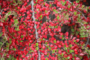 In the autumn, a decorative bush of the cotoneaster horizontalis grows in the garden