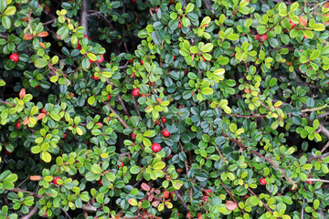 In the autumn, a decorative bush of the cotoneaster horizontalis grows in the garden