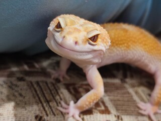 lizard