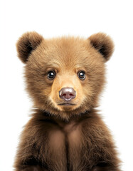 Obraz premium Sweet Baby Bear Portrait