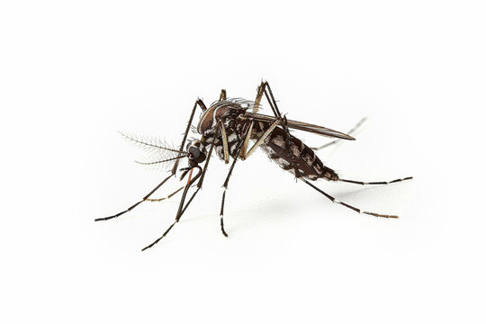 Tiger mosquito isolated on white background, Aedes albopictus