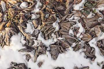 Texture of some leaves covered by snow and ice on a winter day. frozen leafs, winter, wintery leafs, frost, cold, leaves on the ground, ground frost,