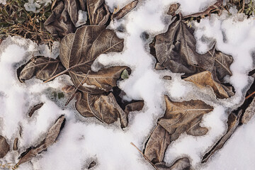 Fresh snow and ice on pile of leaves. ice during winter seasons.  Natural abstraction. frozen leaves on the ground in winter season