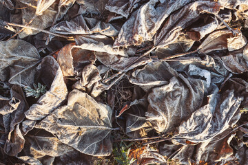 Texture of some leaves covered by snow and ice on a winter day. frozen leafs, winter, wintery leafs, frost, cold, leaves on the ground, ground frost,