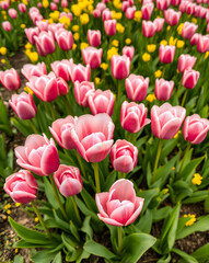 Fototapeta premium field of tulips