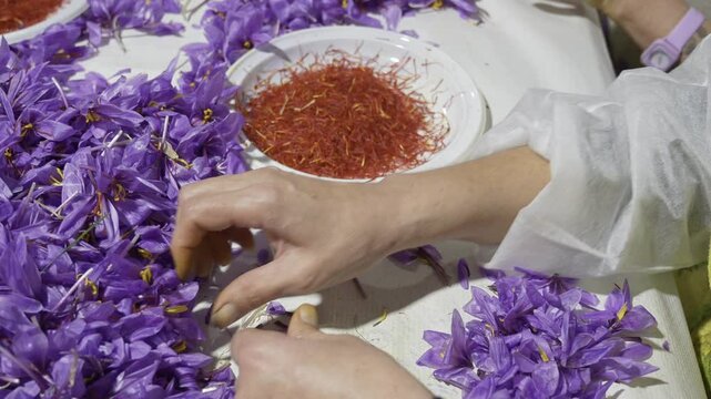 close-up of the process of extracting saffron threads from the purple saffron flower