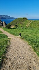 Stunning ocean horizon from a lush cliff watched by a cute dog