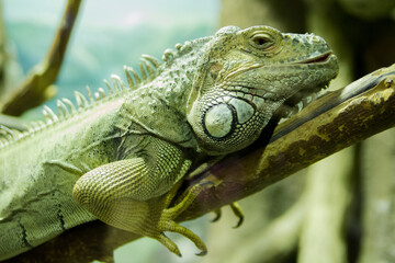 A large green iguana on a tree branch in close-up