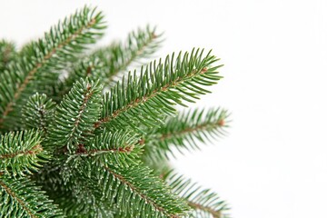 Obraz premium A detailed view of a pine tree's branch with needles and cones, perfect for nature or outdoor-related projects