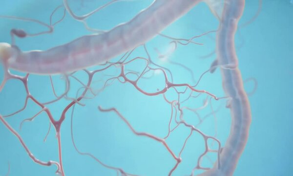 Large Intestine zoom with Circulatory System