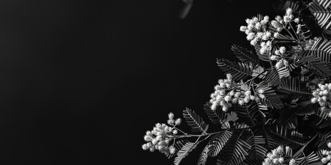 A close-up photo of a tree with blooming flowers in shades of white, black and gray