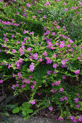 Cuphea hyssopifolia (False heather) flowers. Lythraceae evergreen shrub native to Central America. Six-petal purple-red flowers bloom from May to November.