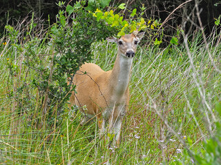 Young buck whitetail deer curiously posing for a photo.