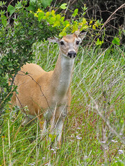 Young buck whitetail deer curiously posing for a photo.