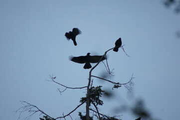 Krähen auf Tanne