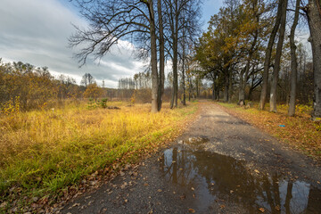 A road with a lot of trees and leaves on the ground