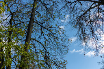 The sky is blue and the trees are bare