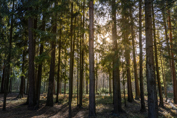 A forest with trees in the foreground and background
