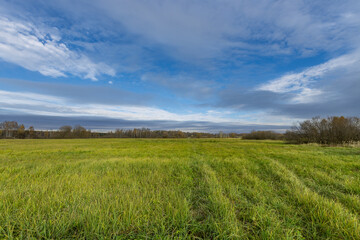 Obraz premium A field of grass with a blue sky in the background