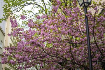 Tree with pink flowers is in front of a building