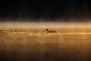 Płaskonos © chytla_fotografie