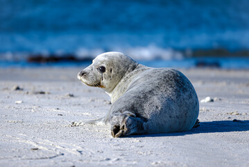 Naklejka premium seal on the beach