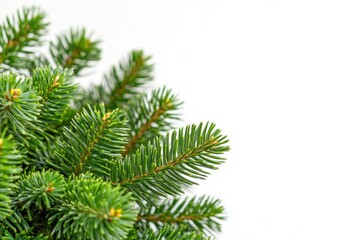A close-up shot of a pine tree trunk on a white background