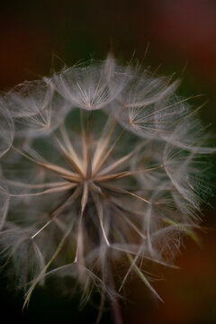 Fruchtstand vom Wiesen-Bocksbart (Tragopogon pratensis)
