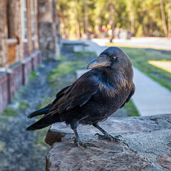 Yellowstone Raven