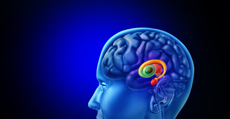 Obraz premium Human Basal Ganglia as subcortical nuclei inside the human brain controlling motor functions as cognition emotions, and learning and voluntary movements.
