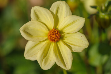 Beautiful Dahlia flower close up, blurred background. Natural daytime shot