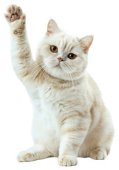 PNG Cat background white cute.