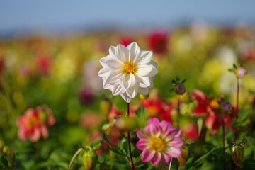 Flowery flower fields in Holland, Dahlia cultivation