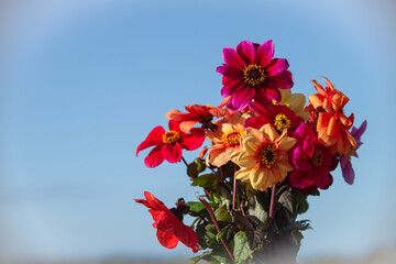 Beautiful bouquet of Dahlia flowers, Dutch cultivation.
