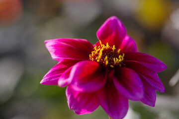 Beautiful Dahlia flower close up, blurred background. Natural daytime shot