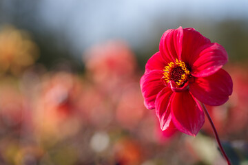 Beautiful Dahlia flower close up, blurred background. Natural daytime shot