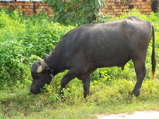 Ilha do Marajo, Amazonia, Brasil