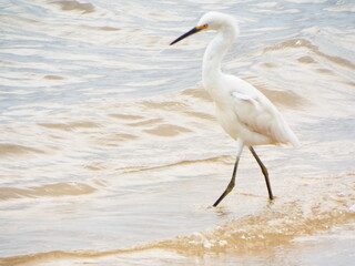 Ilha do Marajo, Amazonia, Brasil