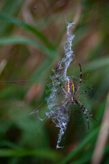 Wespenspinne (Argiope bruennichi)