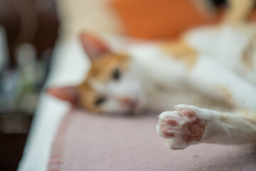 Close up of cat paw with blurry cat in background relaxing on sofa